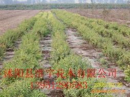 沭陽縣淮宇花木 全面解析其他綠化苗木與花卉產(chǎn)品清單