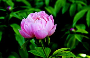 景山牡丹藝術(shù)節(jié)完美落幕，花卉掃尾工作有序進(jìn)行