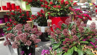 大年初五自駕游 一路繁花伴春行