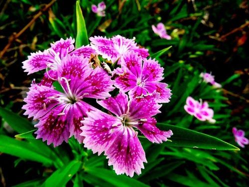 宿根花卉 大地上的永恒詩(shī)篇