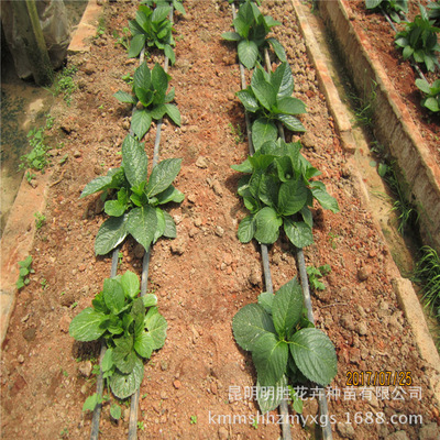 繡球花苗選購(gòu)與種植指南 從明勝花卉到您的庭院與工程綠化